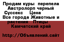 Продам куры, перепела. Австролорп черный. Суссекс. › Цена ­ 1 500 - Все города Животные и растения » Птицы   . Камчатский край